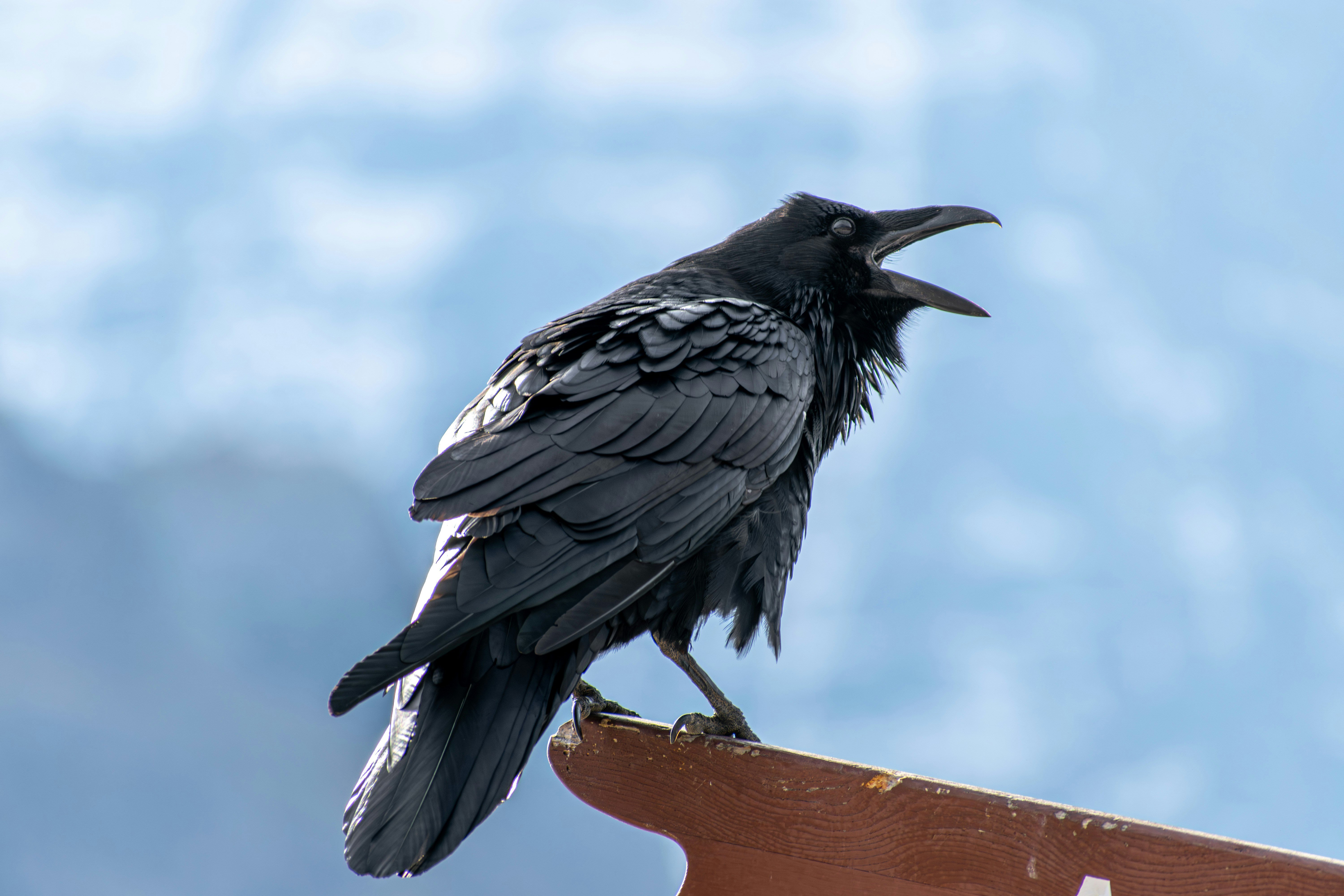 RavenSitting
